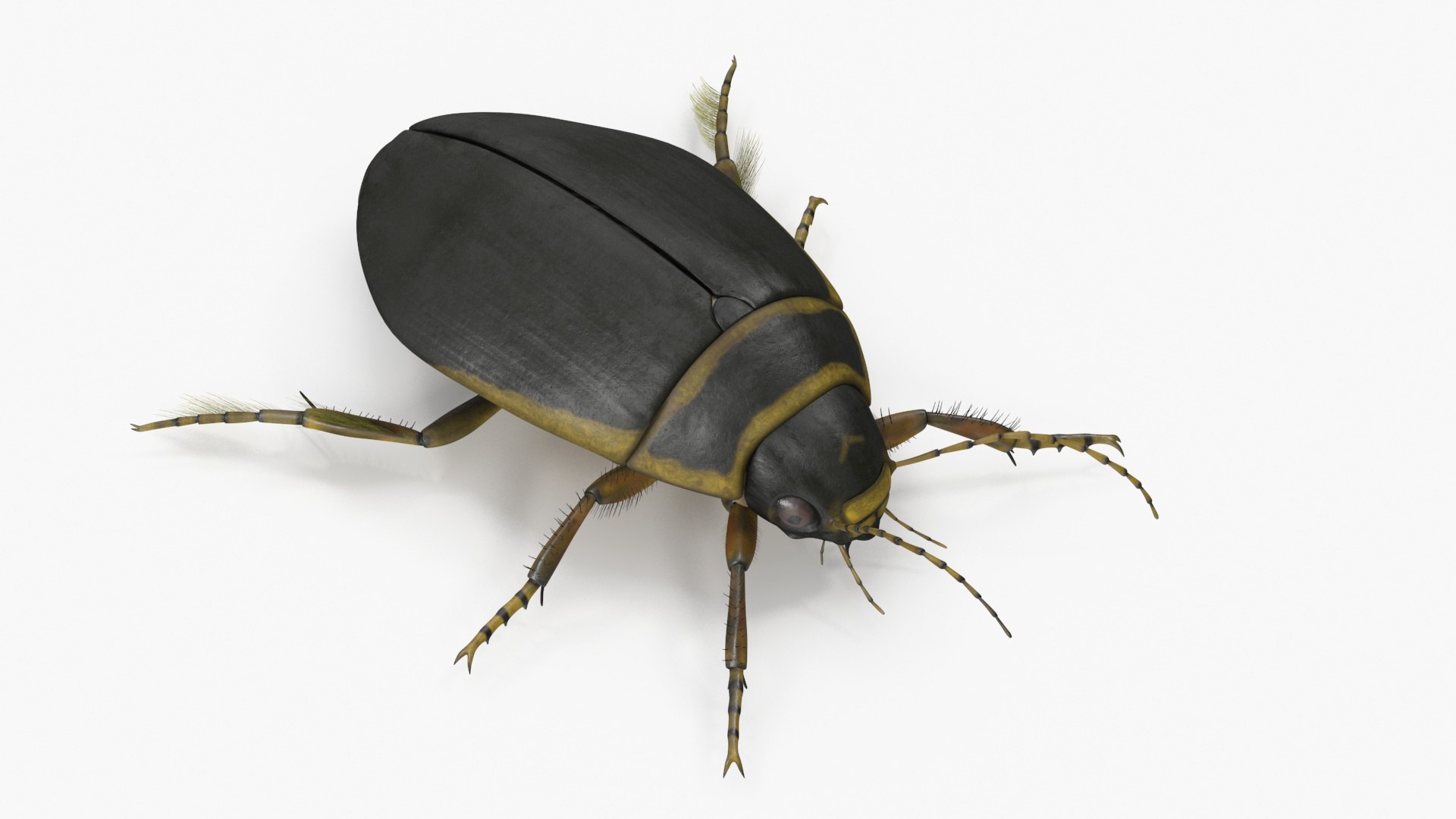 Insect Water Beetle Brown Rigged for Maya 3D model https://p.turbosquid.com/ts-thumb/9v/Q07qhY/E1/insect_water_beetle_brown_rigged_016/jpg/1732810093/1920x1080/fit_q87/de5774f35e1bbb07e8abee946e274b7a1dac1a38/insect_water_beetle_brown_rigged_016.jpg