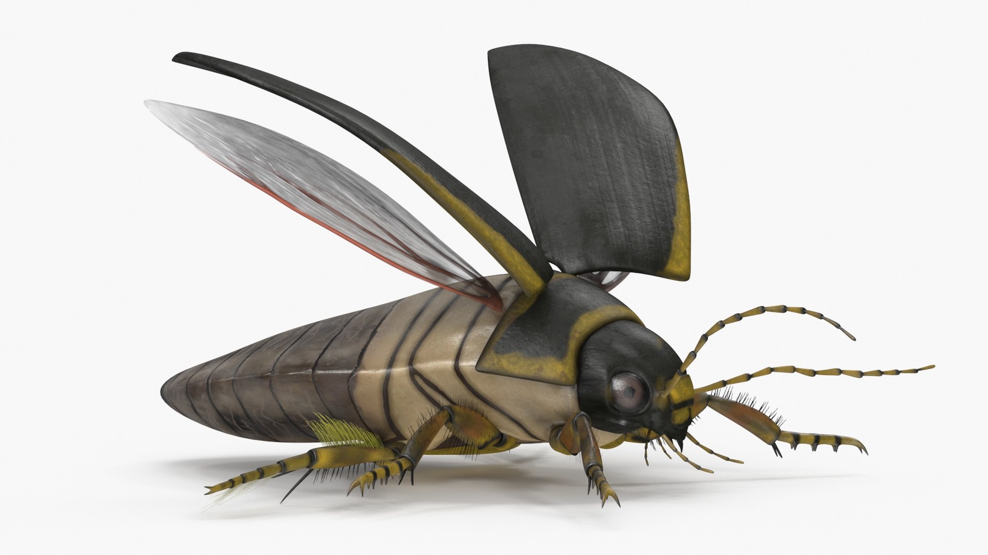 Insect Water Beetle Brown Rigged for Maya 3D model https://p.turbosquid.com/ts-thumb/9v/Q07qhY/Ls/insect_water_beetle_brown_rigged_020/jpg/1732810119/1920x1080/fit_q87/266b96cf98618c2c794433a4430fb72a02418c29/insect_water_beetle_brown_rigged_020.jpg