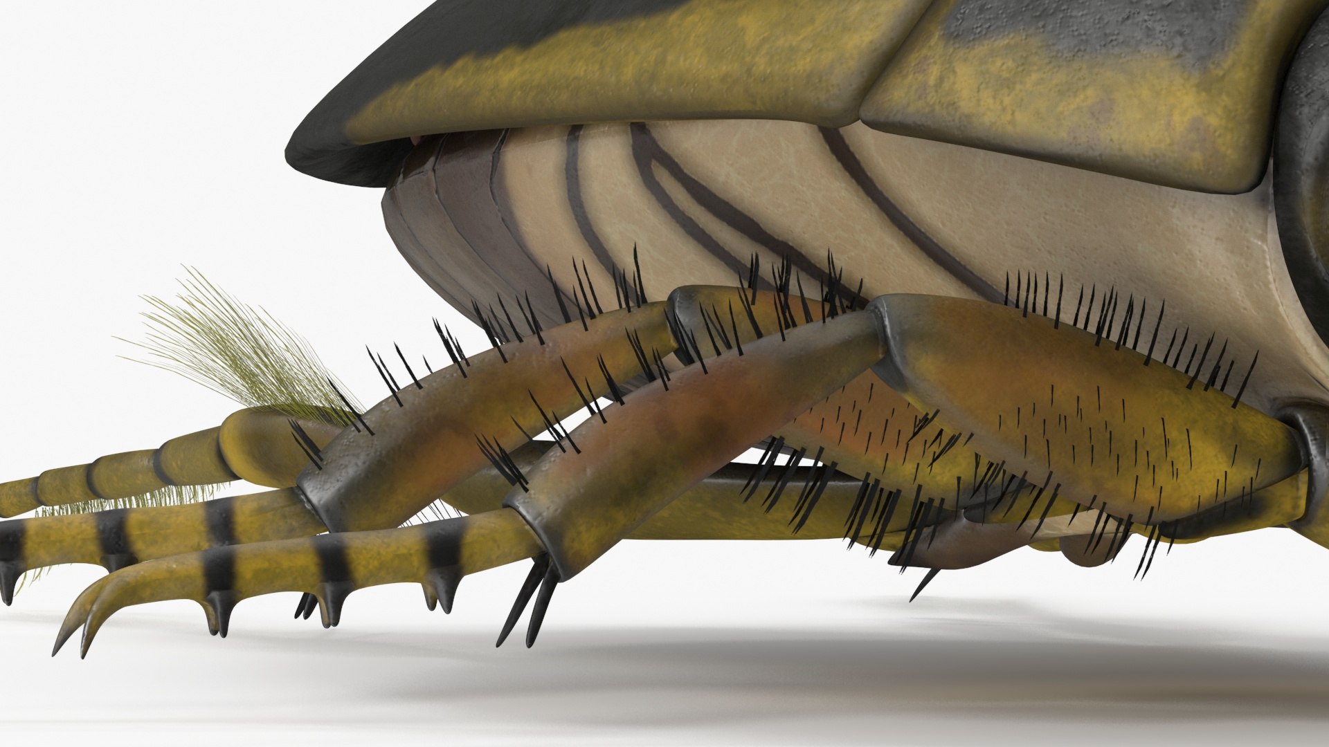 Insect Water Beetle Brown Rigged for Maya 3D model https://p.turbosquid.com/ts-thumb/9v/Q07qhY/Up/insect_water_beetle_brown_rigged_023/jpg/1732810138/1920x1080/fit_q87/e685039b2f891d870d761fa4b5d0fdad058ab789/insect_water_beetle_brown_rigged_023.jpg