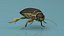 Insect Water Beetle Brown Rigged for Maya