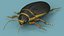 Insect Water Beetle Brown Rigged for Maya
