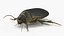 Insect Water Beetle Brown Rigged for Maya