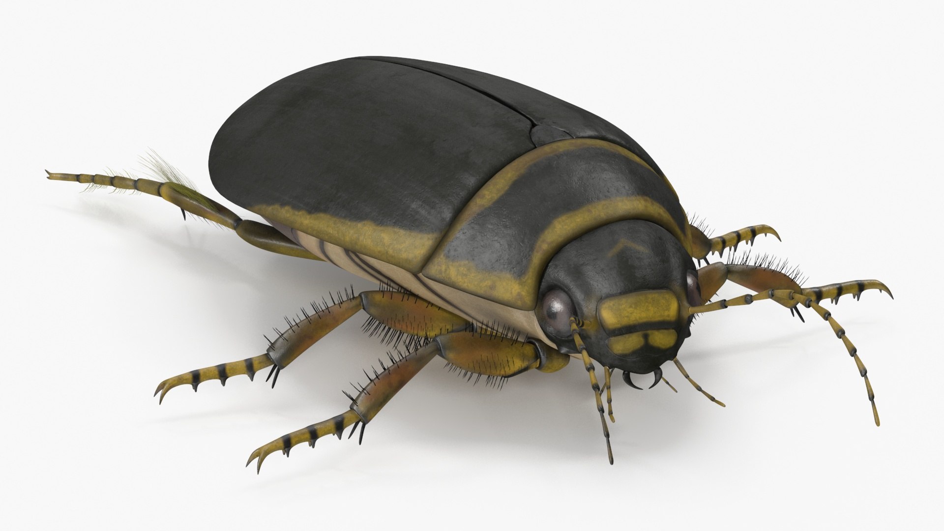 Insect Water Beetle Brown Rigged for Maya 3D model https://p.turbosquid.com/ts-thumb/9v/Q07qhY/nz/insect_water_beetle_brown_rigged_011/jpg/1732810060/1920x1080/fit_q87/43522ce39ce504dc0b15feba139f7136598f5a55/insect_water_beetle_brown_rigged_011.jpg