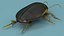 Insect Water Beetle Brown Rigged for Maya