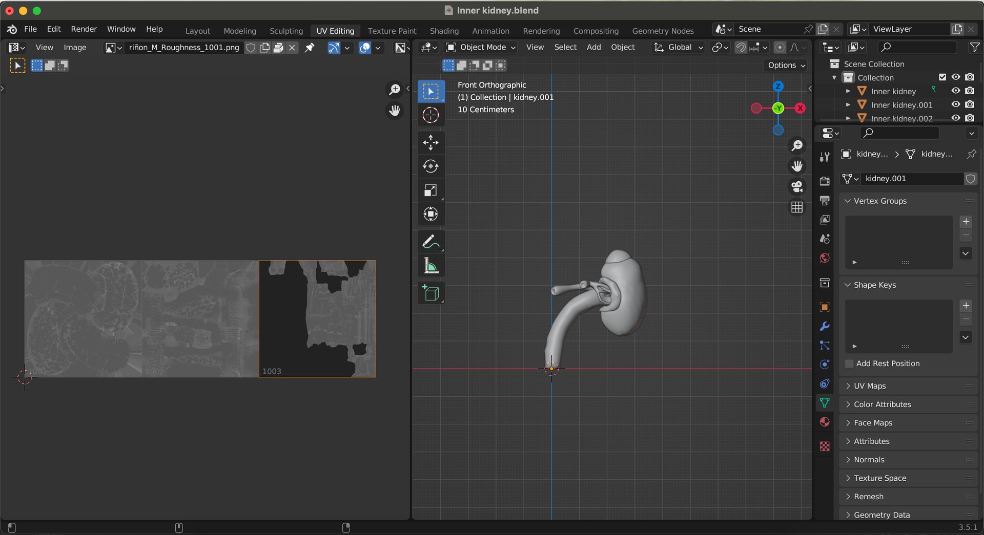 3D model Inner Kidney - TurboSquid 2117589