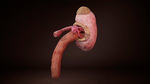 3D model Inner Kidney