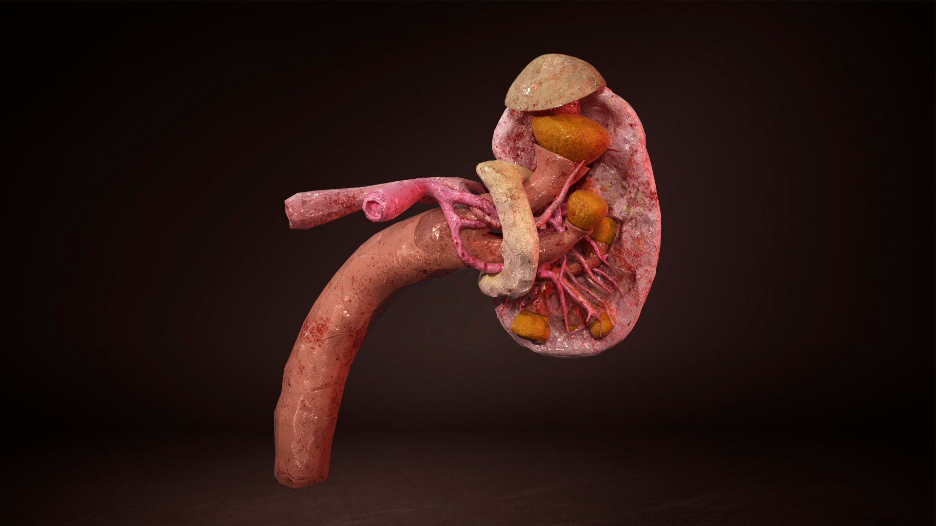 3D model Inner Kidney - TurboSquid 2117589