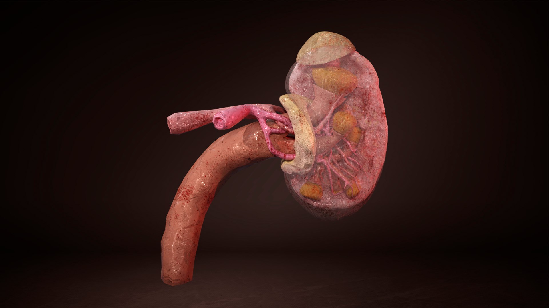 3D model Inner Kidney - TurboSquid 2117589
