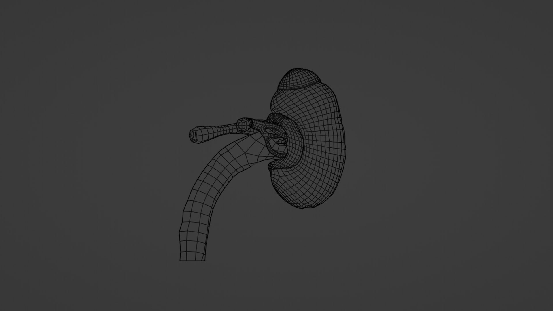 3D model Inner Kidney - TurboSquid 2117589