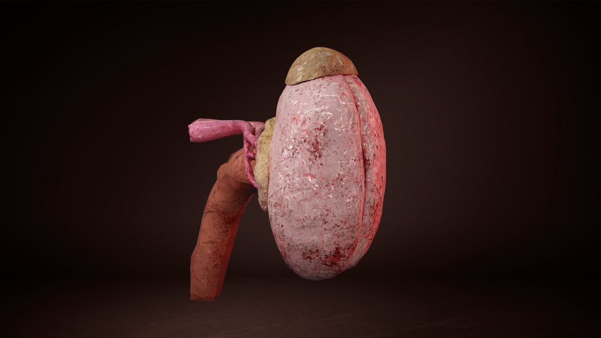 3D model Inner Kidney - TurboSquid 2117589