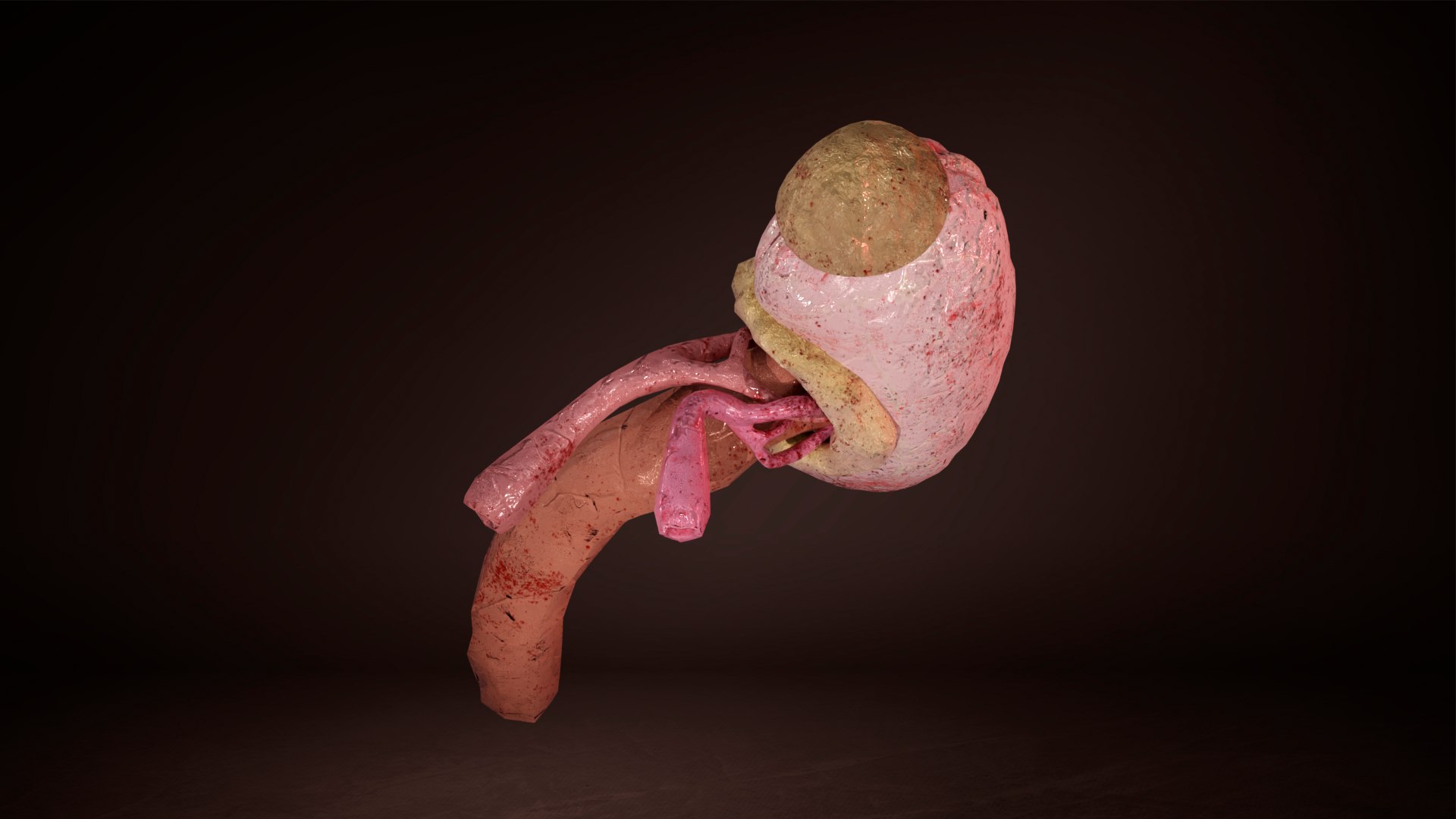 3D model Inner Kidney - TurboSquid 2117589