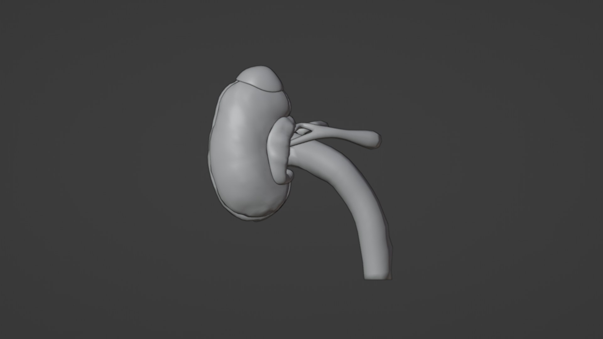 3D model Inner Kidney - TurboSquid 2117589
