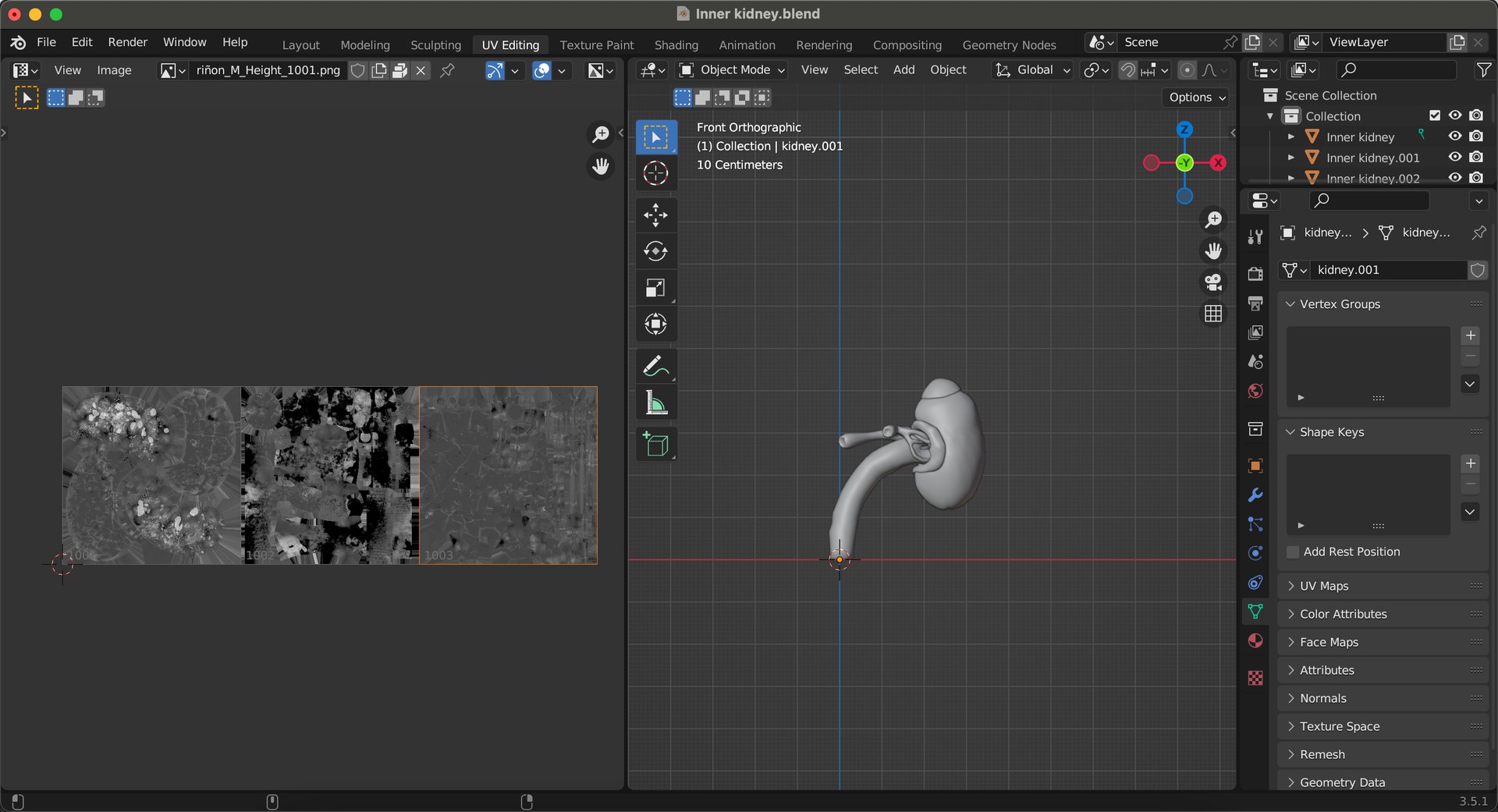 3D model Inner Kidney - TurboSquid 2117589