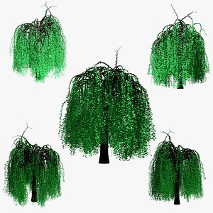 Willow Tree