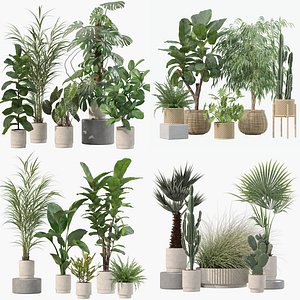 20 Modern Indoor Plants Collection Ivy Pothos Cactus Rubber Tree - Set 202 204 216 219