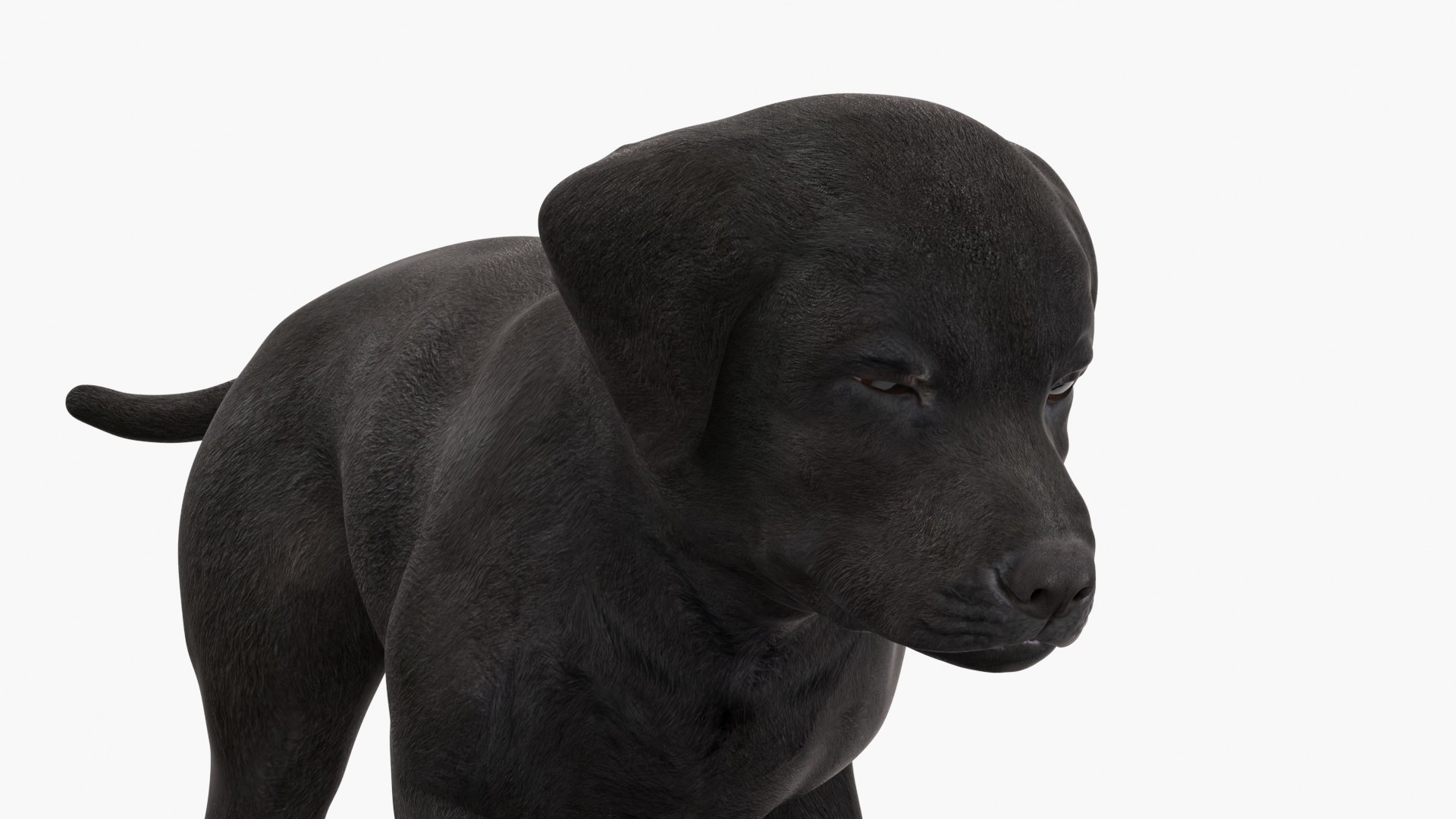 3D Labrador Pup Sniffing Trail Animated Rigged https://p.turbosquid.com/ts-thumb/9v/Zpj5Ak/RO/labrador_pup_sniffing_trail_animated_rigged_009/jpg/1747885058/1920x1080/fit_q87/fa7e4cb4b72b414d834ac9d4494b343f4f53b4ce/labrador_pup_sniffing_trail_animated_rigged_009.jpg
