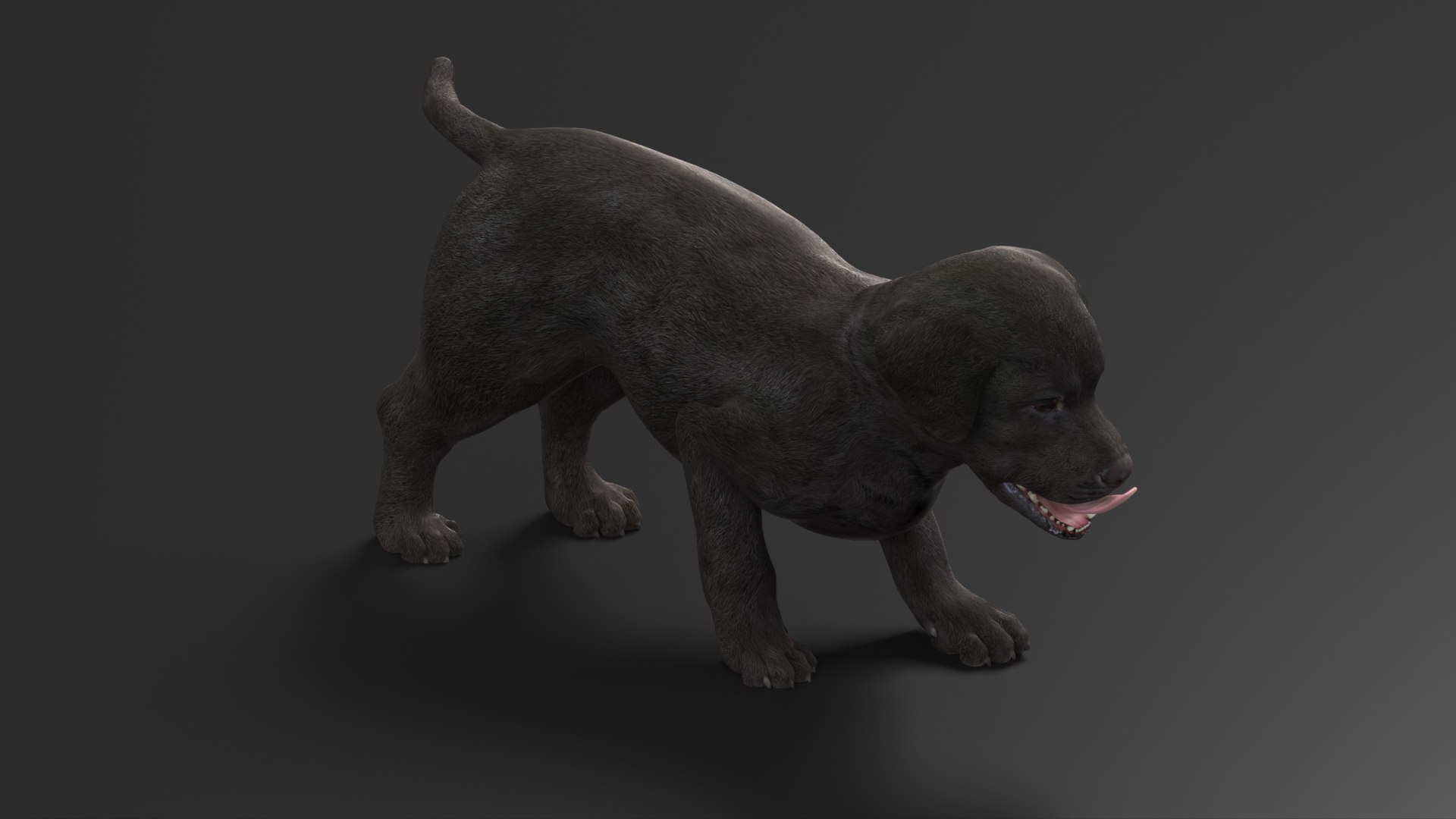3D Labrador Pup Sniffing Trail Animated Rigged https://p.turbosquid.com/ts-thumb/9v/Zpj5Ak/z2/labrador_pup_sniffing_trail_animated_rigged_007/jpg/1747885050/1920x1080/fit_q87/995cfb091307f9dfeee5892559e61e3ef9f93c5f/labrador_pup_sniffing_trail_animated_rigged_007.jpg