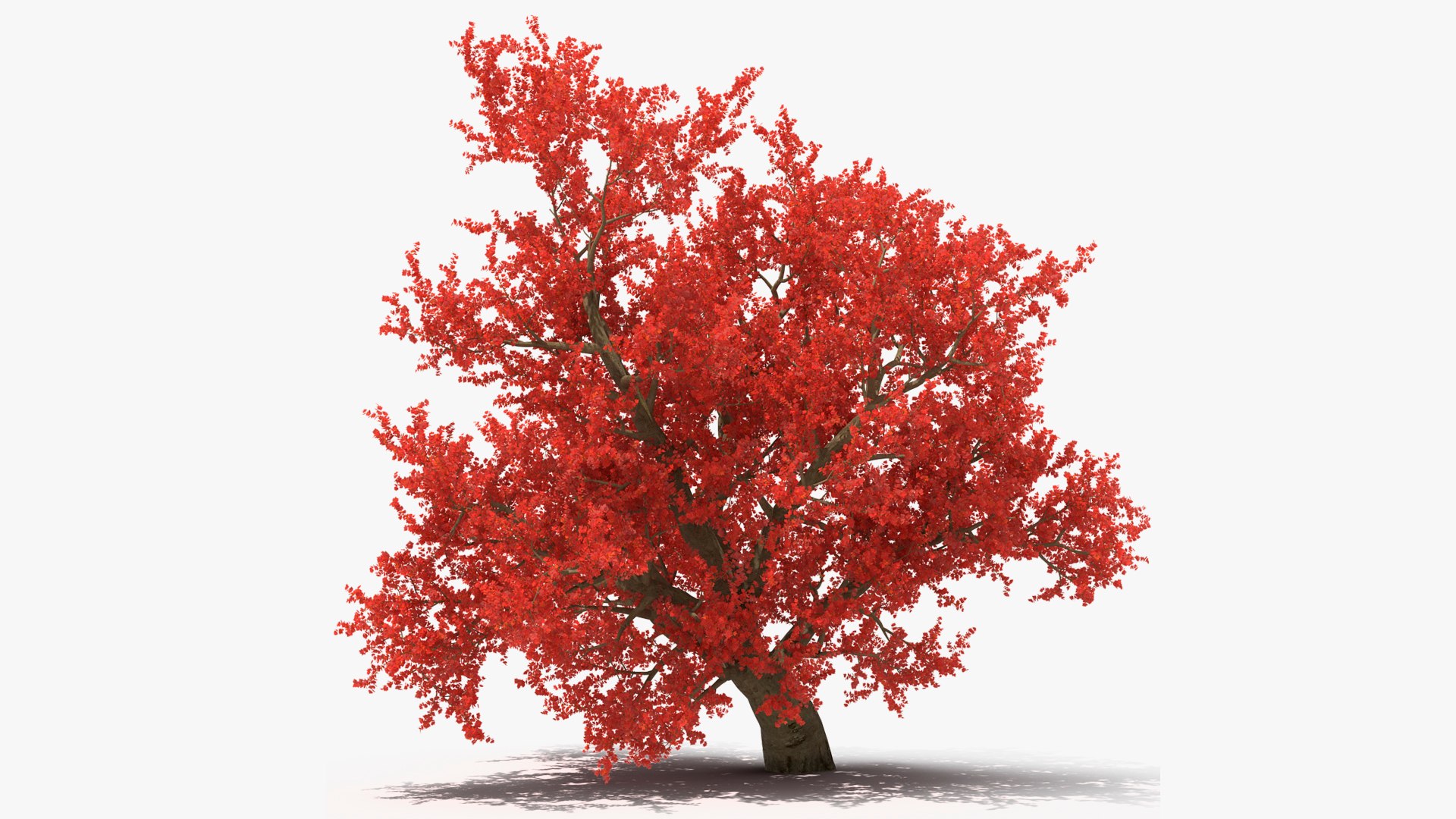 Realistic Autumn Red Maple Tree 3D model preview