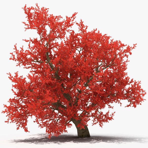 Realistic Autumn Red Maple Tree 3D model