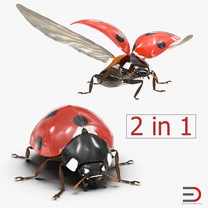 3d max ladybug set flying