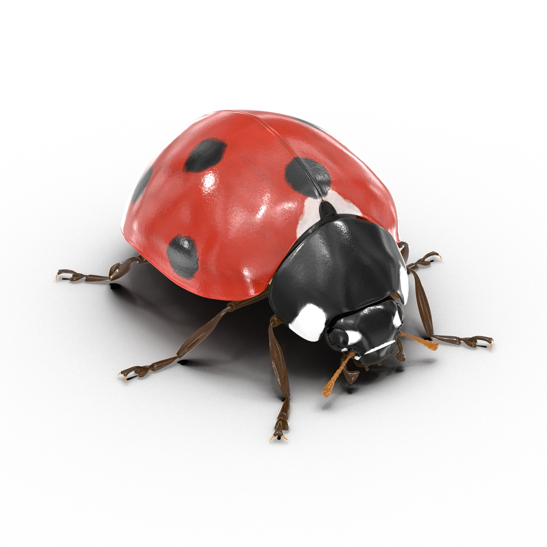 3d max ladybug set flying