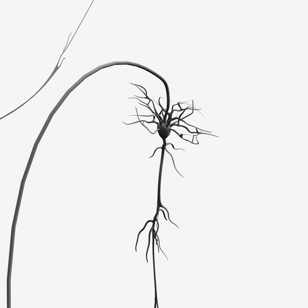 Lwo Neurons Nerve Cells