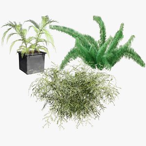 3D model Asparagus densiflorus 3D Asset
