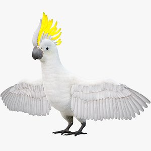 Cockatoo PBR