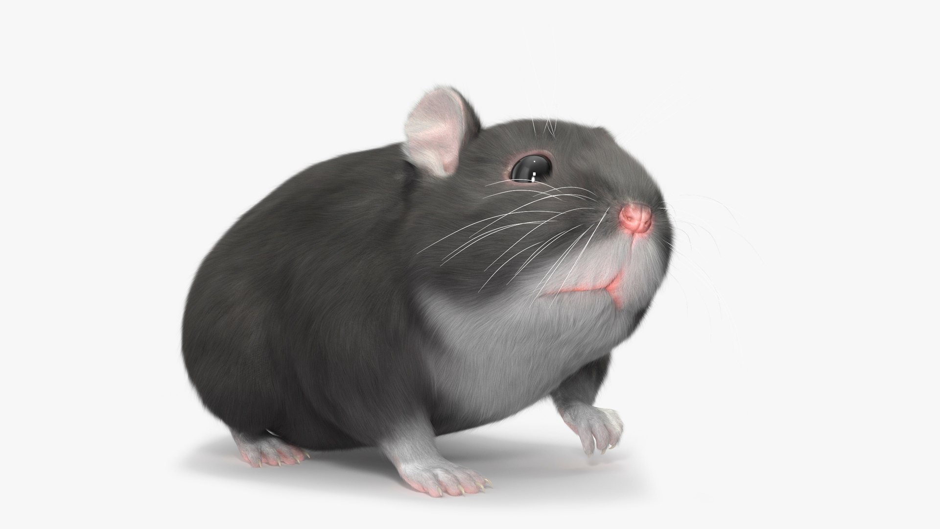 Dwarf Hamster Gray Fur Rigged for Cinema 4D 3D model preview