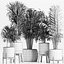 Plants Collection 213