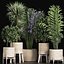 Plants Collection 213