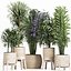 Plants Collection 213