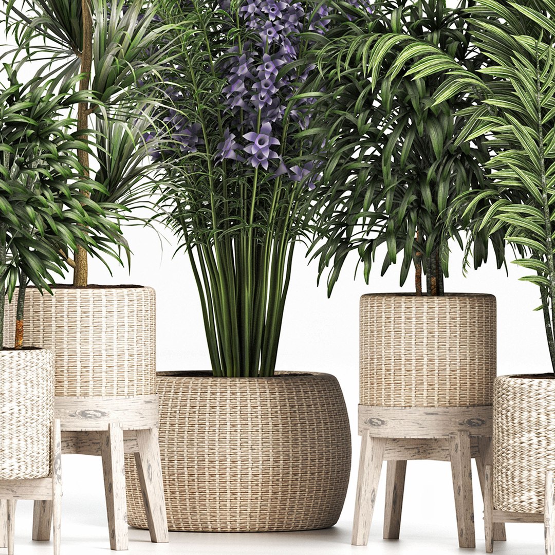 plants 3D model https://p.turbosquid.com/ts-thumb/9w/GmZTkI/iX/3/jpg/1616206658/1920x1080/fit_q87/e92f46e751a602c7c898a7cb5e1344010ffb1897/3.jpg