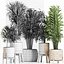 Plants Collection 213