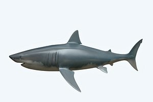 shark great white 3D model