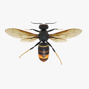 3D asian hornet model