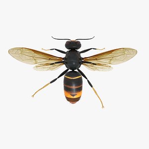 Asian Hornet