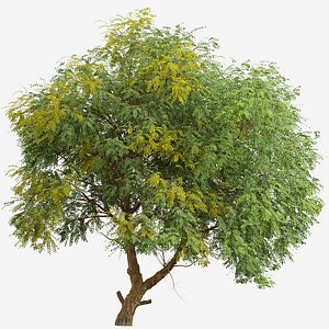 3D Chinese Elm or Ulmus parvifolia Tree - 1 Tree model