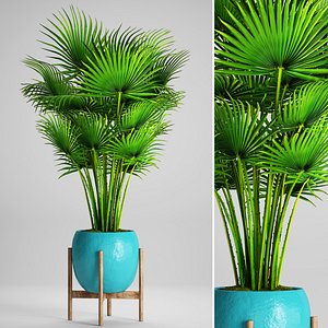 3D palm tree