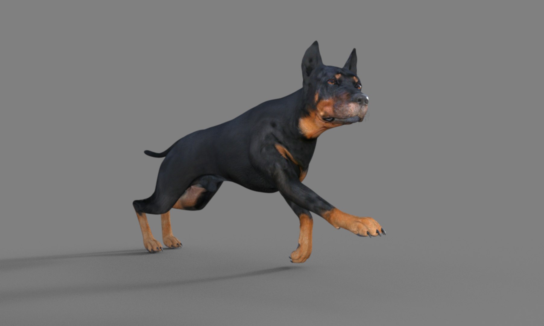 3D Doberman dog https://p.turbosquid.com/ts-thumb/9w/bBzAV2/Af/dogdober04/png/1744926695/1920x1080/fit_q87/d8cf4c59a4f47b539c33b71aa0ae9be1e3b8fc48/dogdober04.jpg