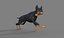 Pies rasy doberman