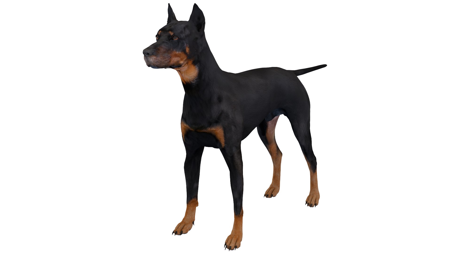 3D Doberman dog https://p.turbosquid.com/ts-thumb/9w/bBzAV2/D9/dogdober06/png/1744926696/1920x1080/fit_q87/47afa30b150678b2097093a2e94077eb9de34462/dogdober06.jpg