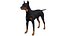 Pies rasy doberman