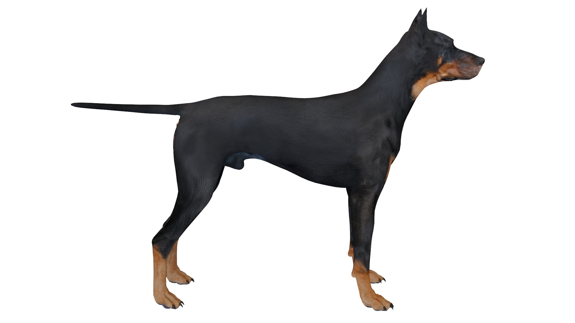 3D Doberman dog https://p.turbosquid.com/ts-thumb/9w/bBzAV2/Dc/dogdober09/png/1744926698/1920x1080/fit_q87/79b6e93d60c0c1fa46438272cf0705e74da3e6de/dogdober09.jpg