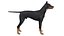 Pies rasy doberman