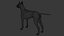 Pies rasy doberman