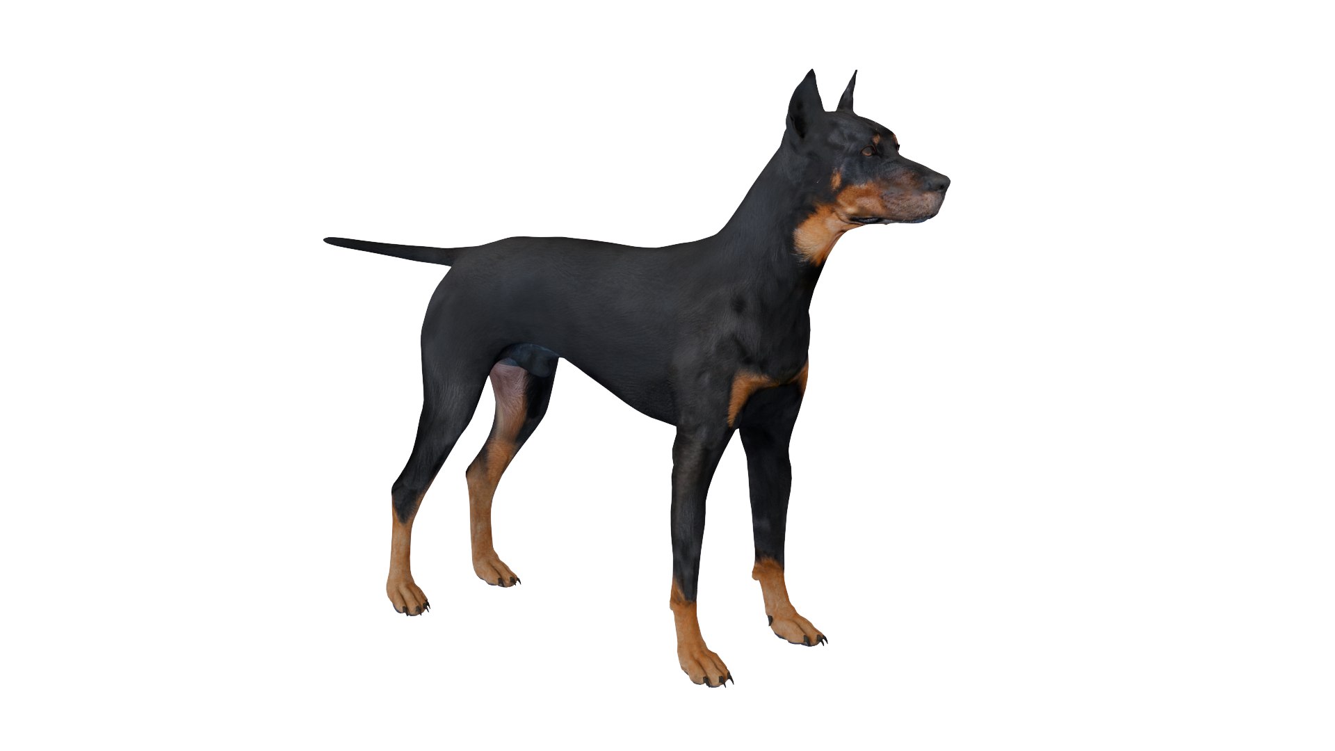 3D Doberman dog https://p.turbosquid.com/ts-thumb/9w/bBzAV2/Jw/dogdober08/png/1744926697/1920x1080/fit_q87/43bcbdf4bb6a6fe2b248d22318cfdca3570fc901/dogdober08.jpg
