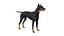 Pies rasy doberman