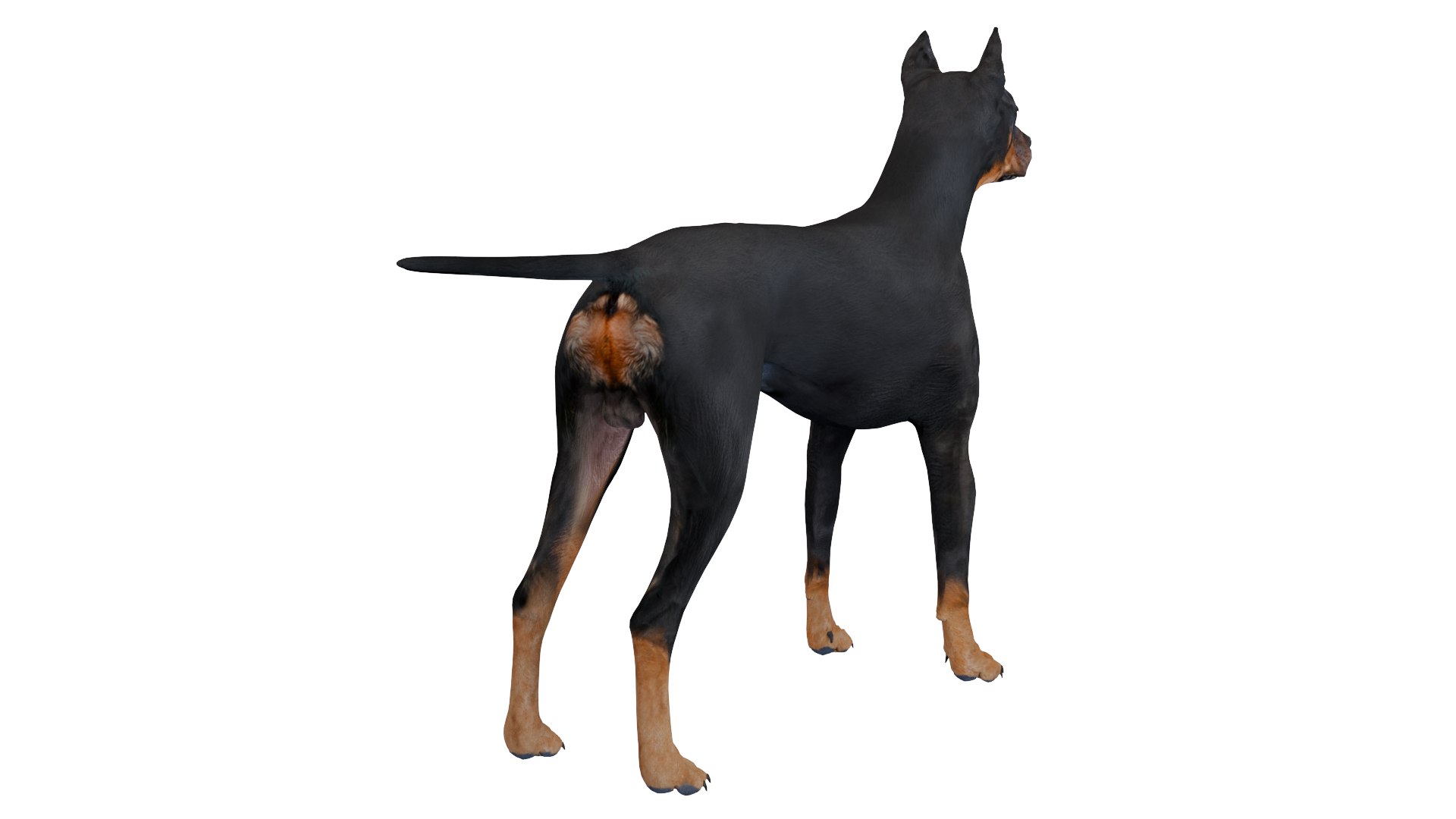 3D Doberman dog https://p.turbosquid.com/ts-thumb/9w/bBzAV2/OD/dogdober10/png/1744926698/1920x1080/fit_q87/5fcf8af49ab808582694f6d967b0620e05db9d37/dogdober10.jpg
