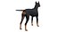 Pies rasy doberman